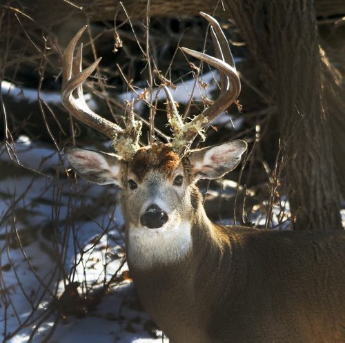 Majestic Buck- A four point White tail buck peers from the forest along the Red River in St Norbert Thursday morning- Standup Photo Nov 20, 2014   (JOE BRYKSA / WINNIPEG FREE PRESS)
