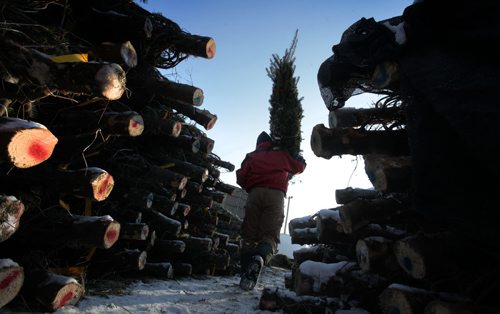 Jesse Schmidt moves hundreds of Christmas trees at RBM Gardens  located at 7521 Roblin Blvd. Friday that will be delivered to a variety of fundraising groups like Scouts, Optimist Club and School groups during the Christmas season.  The wholesale/retail company also sells freshly made wreaths. Standup photo. Nov 21,  2014 Ruth Bonneville / Winnipeg Free Press