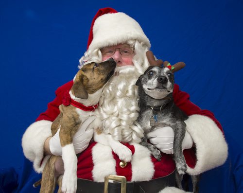 141123 Winnipeg - DAVID LIPNOWSKI / WINNIPEG FREE PRESS  Doug Speirs dressed as Santa Paws gets a lick from Rylie (left) as Carlos looks on during the annual Humane Society photo shoot Sunday afternoon.