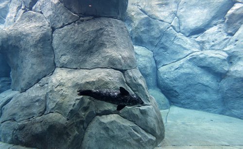 LOCAL -  the remaining seal swims  underwater of the seal enclosure . Tragedy has struck the Assiniboine Park Zoo as one of the harbour seals has drowned. "The death of an animal is always hard and this is no exception," director of zoological operations Dr. Brian Joseph said in a statement.¬"The harbour seals have been a great addition to the zoo and we know our visitors and volunteers will also be grieving this loss."According to the zoo, the harbour seal became engaged with an underwater drain and was unable to free itself.¬The seal was one of two blind seals the zoo received from the Vancouver Aquarium this past summer. NOV. 25 2014 / KEN GIGLIOTTI / WINNIPEG FREE PRESS