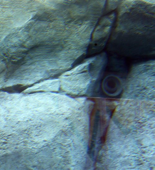 It is said that the seal drowned when it got sucked to  a side drain that takes water out of the pool . The actual drain cannot be seen from the public viewing area. Drains that take water out of the enclosures were responsible for the seal drowning .Zoo officials says the  seal was caught near a side drain .  The remaining seal  swims alone in an adjoining pool as seen from  the underwater viewing area . Tragedy has struck the Assiniboine Park Zoo as one of the harbour seals has drowned. "The death of an animal is always hard and this is no exception," director of zoological operations Dr. Brian Joseph said in a statement.¬"The harbour seals have been a great addition to the zoo and we know our visitors and volunteers will also be grieving this loss."According to the zoo, the harbour seal became engaged with an underwater drain and was unable to free itself.¬The seal was one of two blind seals the zoo received from the Vancouver Aquarium this past summer. NOV. 25 2014 / KEN GIGLIOTTI / WINNIPEG FREE PRESS
