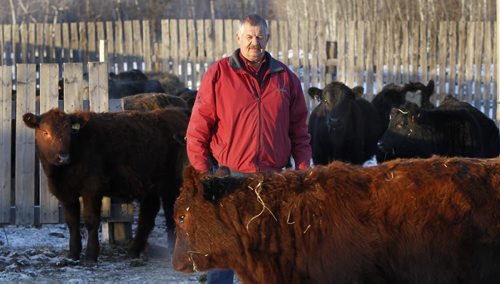 Finance. Heinz Reimer, pres. Manitoba Beef Producers with calves on his farm south of Steinbach, Mb.  Murray McNeill story. Wayne Glowacki / Winnipeg Free Press Nov. 26  2014