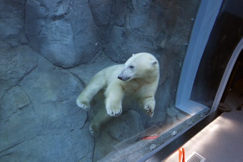 LOCAL . Polar Bears are Back in Gateway to the Arctic: - Underwater Viewing Tunnel Reopens in Journey to Churchill, the viewing tunnels reopening in Journey to Churchill.  Kaska will is swimming in the tunnel pools  this morning from 10:30am to 11:30am. NOV. 28 2014 /KEN GIGLIOTTI / WINNIPEG FREE PRESS