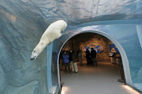LOCAL . Polar Bears are Back in Gateway to the Arctic: - Underwater Viewing Tunnel Reopens in Journey to Churchill, the viewing tunnels reopening in Journey to Churchill. Kaska was swimming in the tunnels Friday  morning from 10:30am to 11:30am. The water ,curved thick glass and reflections effect the sharpness of the photo . NOV. 28 2014 /KEN GIGLIOTTI / WINNIPEG FREE PRESS
