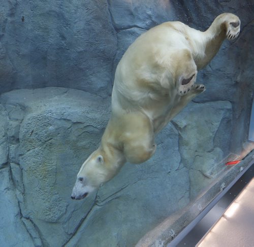 LOCAL . Polar Bears are Back in Gateway to the Arctic: - Underwater Viewing Tunnel Reopens in Journey to Churchill, the viewing tunnels reopening in Journey to Churchill. Kaska was swimming in the tunnels Friday  morning from 10:30am to 11:30am. The water ,curved thick glass and reflections effect the sharpness of the photo . NOV. 28 2014 /KEN GIGLIOTTI / WINNIPEG FREE PRESS