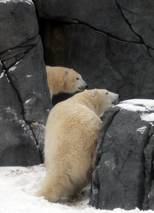 LOCAL . Polar Bears are Back in Gateway to the Arctic: - Underwater Viewing Tunnel Reopens in Journey to Churchill, the viewing tunnels reopening in Journey to Churchill. Kaska and  Aurora getting some fresh winter air after a swim  Friday  morning from 10:30am to 11:30am. The water ,curved thick glass and reflections effect the sharpness of the photo . NOV. 28 2014 /KEN GIGLIOTTI / WINNIPEG FREE PRESS