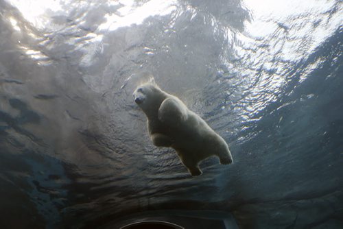 LOCAL . Polar Bears are Back in Gateway to the Arctic: - Underwater Viewing Tunnel Reopens in Journey to Churchill, the viewing tunnels reopening in Journey to Churchill. Kaska having  a swim  Friday  morning from 10:30am to 11:30am. The water ,curved thick glass and reflections effect the sharpness of the photo . NOV. 28 2014 /KEN GIGLIOTTI / WINNIPEG FREE PRESS