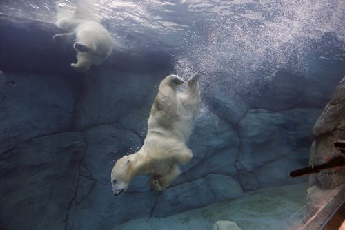 LOCAL . Polar Bears are Back in Gateway to the Arctic: - Underwater Viewing Tunnel Reopens in Journey to Churchill, the viewing tunnels reopening in Journey to Churchill. Aurora and Kaska having  a swim  Friday  morning from 10:30am to 11:30am. The water ,curved thick glass and reflections effect the sharpness of the photo . NOV. 28 2014 /KEN GIGLIOTTI / WINNIPEG FREE PRESS