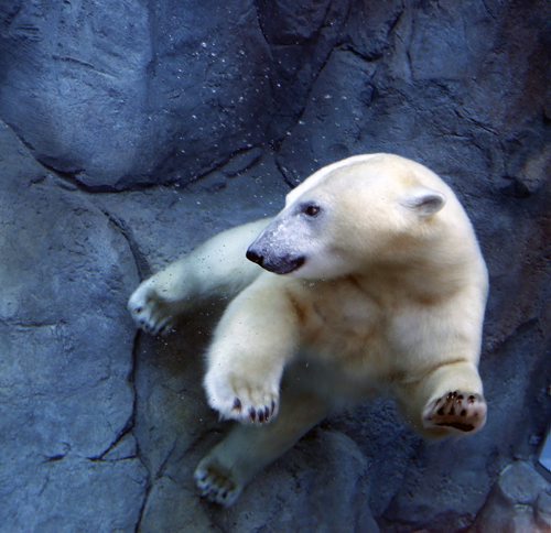LOCAL . Polar Bears are Back in Gateway to the Arctic: - Underwater Viewing Tunnel Reopens in Journey to Churchill, the viewing tunnels reopening in Journey to Churchill.  Kaska will be swimming in the tunnels this morning from 10:30am to 11:30am. NOV. 28 2014 /KEN GIGLIOTTI / WINNIPEG FREE PRESS
