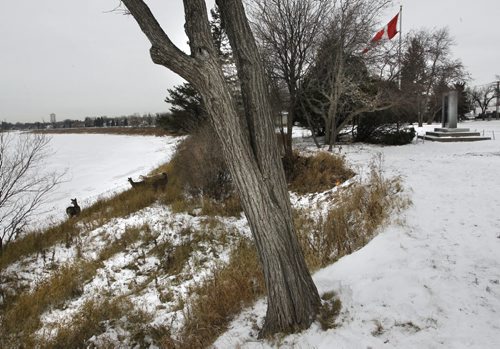 The Red River bank erosion along Guay Park in St. Vital. For Aldo Santin story  Wayne Glowacki / Winnipeg Free Press Nov. 28  2014