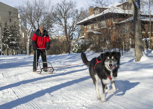 141129 Winnipeg - DAVID LIPNOWSKI / WINNIPEG FREE PRESS  A fresh snowfall made for a perfect time for David Robinson and his dog Sheeba to take out the dog sled for the first time of the year Saturday afternoon on West Gate.