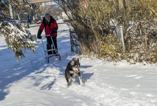 141129 Winnipeg - DAVID LIPNOWSKI / WINNIPEG FREE PRESS  A fresh snowfall made for a perfect time for David Robinson and his dog Sheeba to take out the dog sled for the first time of the year Saturday afternoon on West Gate.