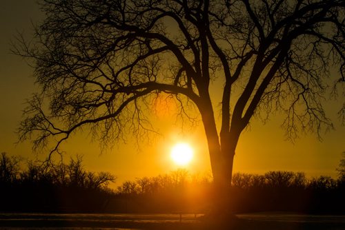 The sun sets behind a tree in Assiniboine Park Sunday. 141130 - Sunday, November 30, 2014 -  (MIKE DEAL / WINNIPEG FREE PRESS)