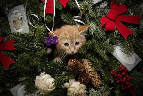 December 2, 2014 - 141202  -  On Tuesday, December 2, 2014 Lianne Tregobov, owner Camelot Introductions, and D'arcy Johnston founder and CEO of D'arcy's Arc are selling wreaths as a fundraiser for the shelter.  John Woods / Winnipeg Free Press