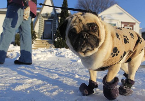 WHAT THE PUG ARE YOU LOOKIN AT - Lucy the pug enjoys the sunny winter afternoon on a walk in the West End. Owner Terry Enno takes the 10 year old Manitoba Pug Rescue dog for a walk 3 times a day. BORIS MINKEVICH / WINNIPEG FREE PRESS December 3, 2014