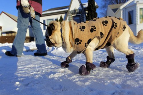 WHAT THE PUG ARE YOU LOOKIN AT - Lucy the pug enjoys the sunny winter afternoon on a walk in the West End. Owner Terry Enno takes the 10 year old Manitoba Pug Rescue dog for a walk 3 times a day. BORIS MINKEVICH / WINNIPEG FREE PRESS December 3, 2014