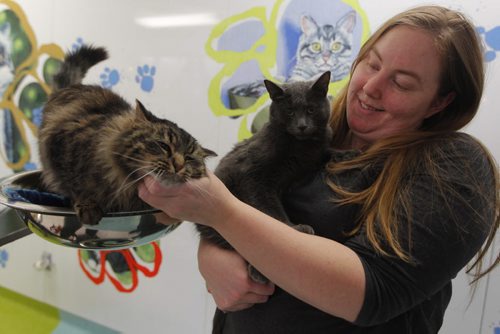 LOCAL - CATS - Winnipeg Humane Society WHS adoption manager Judy Dean with some friendly cats in the cat adoption area. BORIS MINKEVICH / WINNIPEG FREE PRESS December 8, 2014