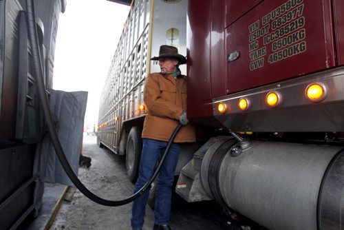 BIZ - Shot of a trucker filling up their rigs, the price showing $1.21.9 a litre, even though gasoline and crude oil have been plunging in the last few months. Trucker Daren McGuirk hauls cattle. BORIS MINKEVICH / WINNIPEG FREE PRESS December 9, 2014