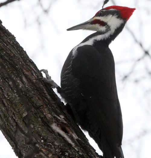 A pileated woodpecker comes in for attack on a tree on South Drive in Winnipeg Wednesday. - Pileated woodpeckers are the largest in North America and can grow 16-19 inches long- Standup photo  Dec 10, 2014   (JOE BRYKSA / WINNIPEG FREE PRESS)