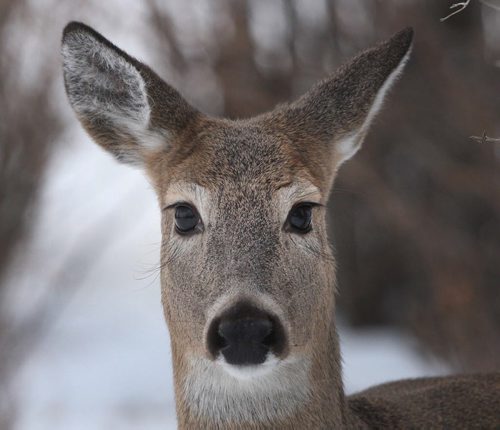 A whitetail deer enjoys the quiet Assiniboine Park looking for food Friday afternoon before sunset- Standup photo  Dec 12, 2014   (JOE BRYKSA / WINNIPEG FREE PRESS)