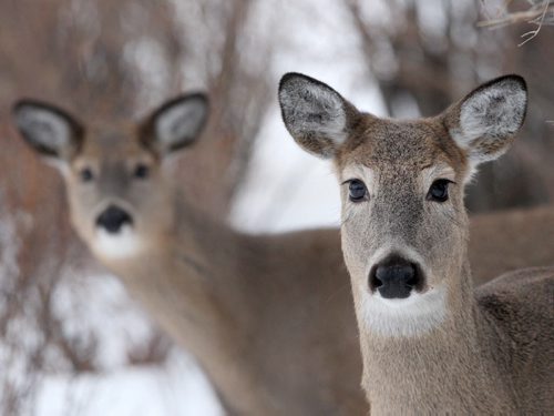 Whitetail deer enjoy the quiet Assiniboine Park looking for food Friday afternoon before sunset- Standup photo  Dec 12, 2014   (JOE BRYKSA / WINNIPEG FREE PRESS)