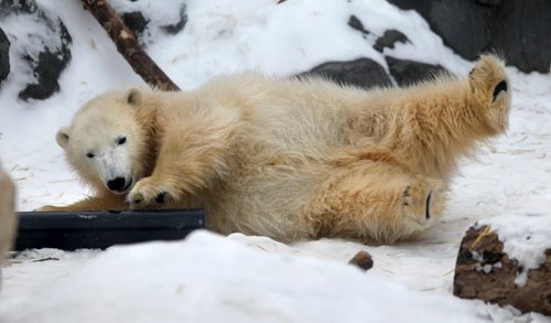 Polar bear cub Blizzard frolics in the snow in his enclosure at the Journey to Churchill exhibit at Assiniboine Zoo Friday afternoon.  Standup photo.  Dec 12,  2014 Ruth Bonneville / Winnipeg Free Press