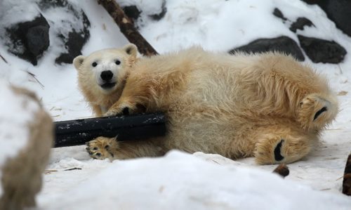 Polar bear cub Blizzard frolics in the snow in his enclosure at the Journey to Churchill exhibit at Assiniboine Zoo Friday afternoon.  Standup photo.  Dec 12,  2014 Ruth Bonneville / Winnipeg Free Press