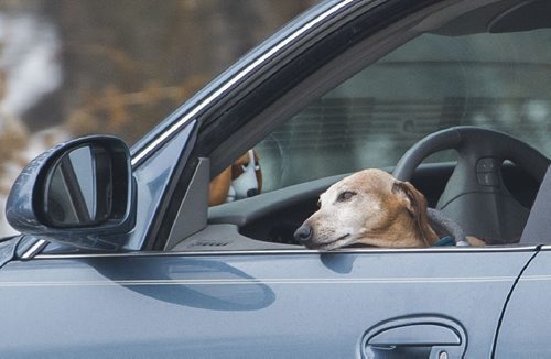 141213 Winnipeg - DAVID LIPNOWSKI / WINNIPEG FREE PRESS  A dog hangs out of its masters window while driving in balmy December weather Saturday afternoon in Assiniboine Park. The weather hit + temperatures, well above the seasonal average.