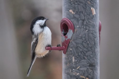CHRISTMAS BIRD COUNT - Birders and interested naturalists gathered at FortWhyte Alive Sunday afternoon to become citizen scientists and count the birds. The information gathered helps researchers learn more about birds and how to protect them. A chickadee makes a stop at one of the bird feeders. 141214 - Sunday, December 14, 2014 -  (MIKE DEAL / WINNIPEG FREE PRESS)