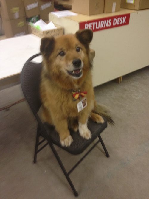 Rusty the dog poses in his customary chair where he greets strangers on occasional visits to the cheer board.   - Christmas Cheer Board - December 18, 2014  Alexandra Paul / Winnipeg Free Press