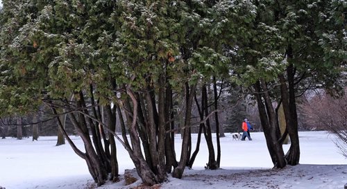 Dog walkers out for a stroll in Assiniboine Park Sunday morning.  141221 December 21, 2014 Mike Deal / Winnipeg Free Press