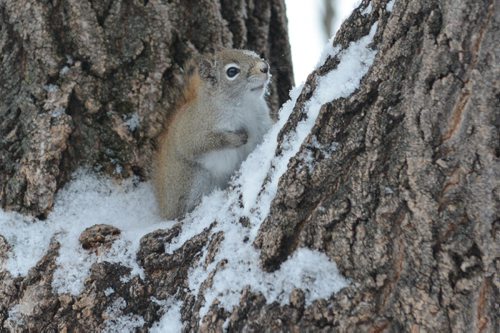 121226 Winnipeg - DAVID LIPNOWSKI / WINNIPEG FREE PRESS A squirrel enjoys an empty St. Vital Park Friday, as all of the people must be out shopping on Boxing Day.