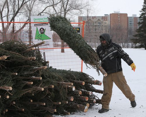 Terry Kessler drops off a tree at the Christmas tree recycling depot at St. Vital Park on Dec. 27, 2014. Photo by Jason Halstead/Winnipeg Free Press