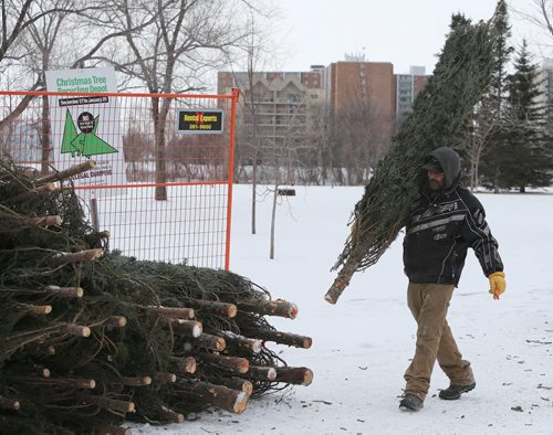 Terry Kessler drops off a tree at the Christmas tree recycling depot at St. Vital Park on Dec. 27, 2014. Photo by Jason Halstead/Winnipeg Free Press