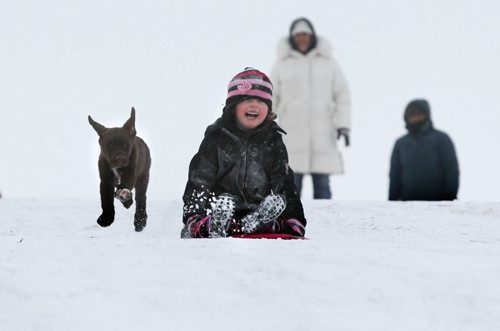 Four-year-old Grace St. Godard is all smiles as she races down the hill at WestView Park with her new puppy, a 13-week-old  chocolate lab  named Fisher  on Friday afternoon.   Standup photo.  Jan 02, 2015 Ruth Bonneville / Winnipeg Free Press