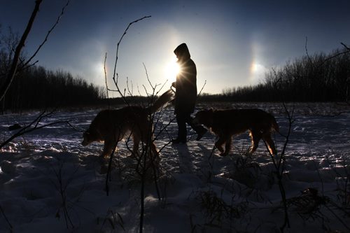 Cecile Chambers walks her two golden retrievers, Sandy (left) and Kodah, in the Assiniboine Forest as the skies glows with "sun dogs" Tuesday afternoon.  Standup photo Jan 06, 2015 Ruth Bonneville / Winnipeg Free Press