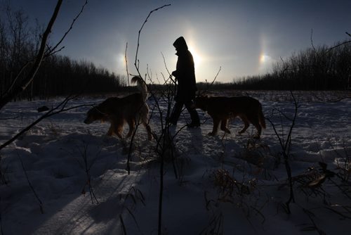 Cecile Chambers walks her two golden retrievers, Sandy (left) and Kodah, in the Assiniboine Forest as the skies glows with "sun dogs" Tuesday afternoon.  Standup photo Jan 06, 2015 Ruth Bonneville / Winnipeg Free Press