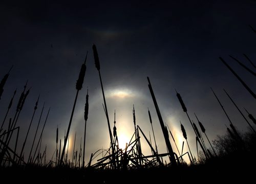 The Assiniboine Forest  glows with the light of Sun dogs which are a member of a large family of halos, created by light interacting with ice crystals in the atmosphere on Tuesday afternoon in the Assiniboine Forest.  Standup photo Jan 06, 2015 Ruth Bonneville / Winnipeg Free Press