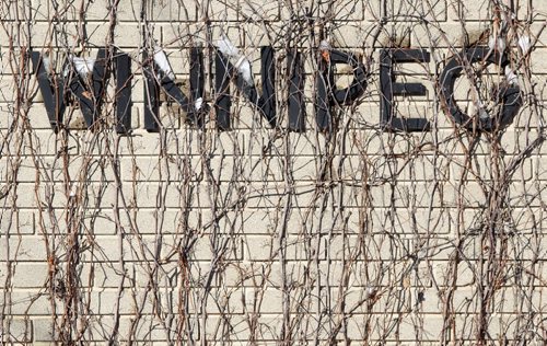 Vines on the outside wall of the Winnipeg Squash Club  275 Stradbrook Ave   Standup Photo- Jan 09, 2015   (JOE BRYKSA / WINNIPEG FREE PRESS)