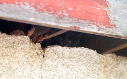 LOCAL NEWS - Carrie Muth lives in East Elmwood and feeds feral cats that live in an derelict garage next door. She said that Animal Services came to her door this week to check things out. Here in photo is one of the 4 cats peaking out of the neighbours garage. BORIS MINKEVICH /WINNIPEG FREE PRESS. January 9, 2015