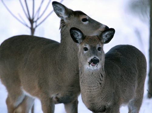 Deer in Assiniboine Park, Friday, January 9, 2015. (TREVOR HAGAN/WINNIPEG FREE PRESS)