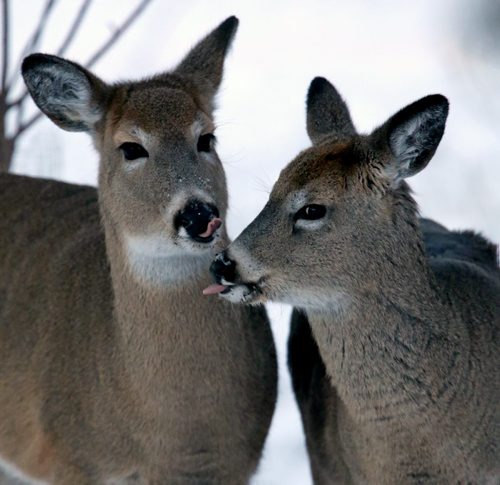 Deer in Assiniboine Park, Friday, January 9, 2015. (TREVOR HAGAN/WINNIPEG FREE PRESS)