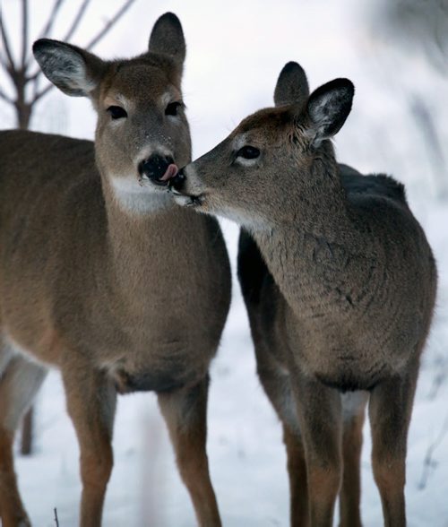 Deer in Assiniboine Park, Friday, January 9, 2015. (TREVOR HAGAN/WINNIPEG FREE PRESS)