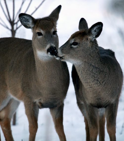 Deer in Assiniboine Park, Friday, January 9, 2015. (TREVOR HAGAN/WINNIPEG FREE PRESS)