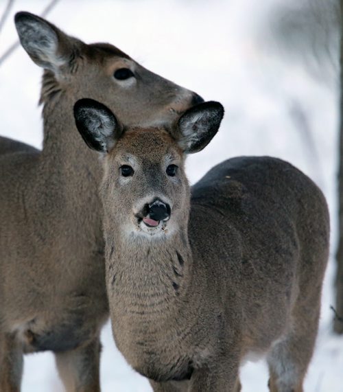 Deer in Assiniboine Park, Friday, January 9, 2015. (TREVOR HAGAN/WINNIPEG FREE PRESS)