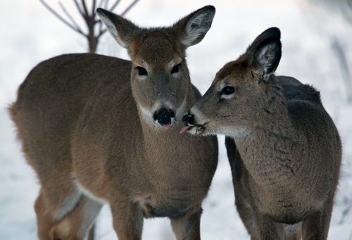 Deer in Assiniboine Park, Friday, January 9, 2015. (TREVOR HAGAN/WINNIPEG FREE PRESS)