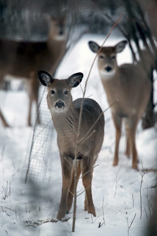 Deer in Assiniboine Park, Friday, January 9, 2015. (TREVOR HAGAN/WINNIPEG FREE PRESS)