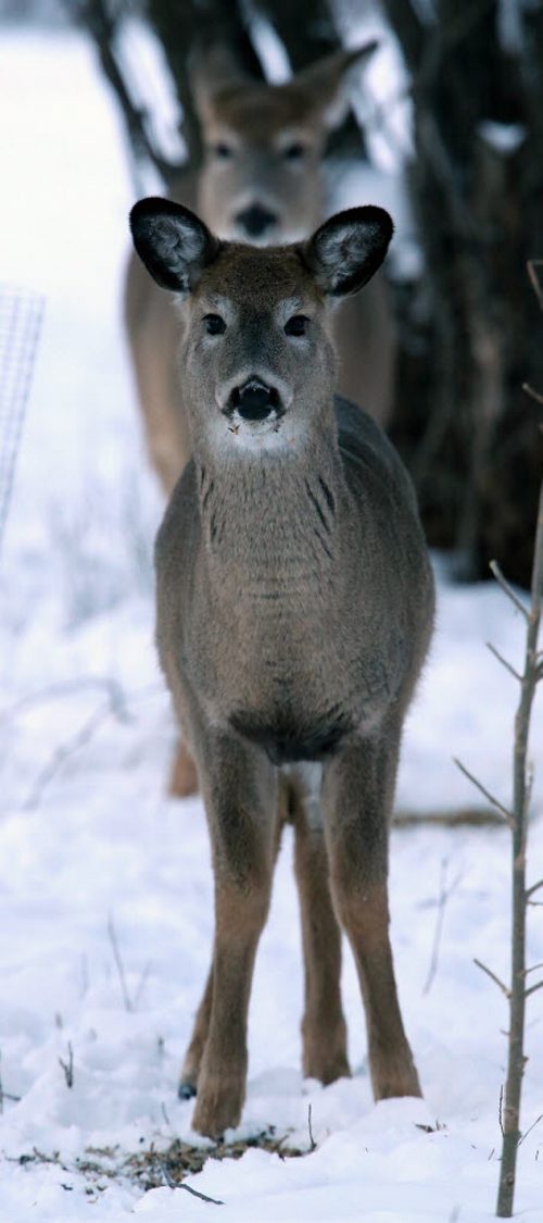 Deer in Assiniboine Park, Friday, January 9, 2015. (TREVOR HAGAN/WINNIPEG FREE PRESS)