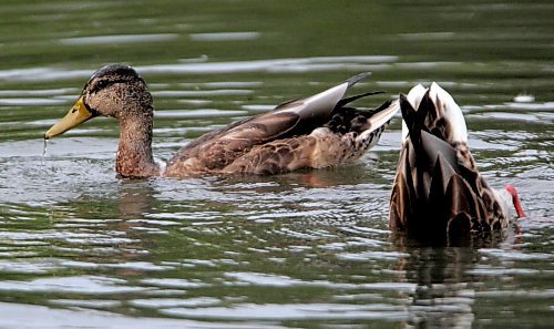 BORIS MINKEVICH / WINNIPEG FREE PRESS  070912 Some Mallard ducks at St. Vital Park Pond.
