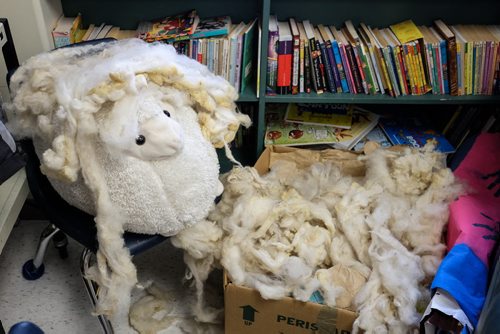 The class mascot, "Shaun" the sheep sits in a corner with a box full of wool that has been washed, but still needs to be picked and carded before being spun into yarn. Elaine Owen, a teacher at Miami School in Miami, Manitoba has undertaken a huge project to teach her students some core values. Over the last six months, she has gathered raw wool and shown her students the process through washing, carding, dyeing and spinning the wool and then using looms, making mittens, scarves, etc. Elaine has four spinning wheels in her classroom and the students are donating their crafted items to a local shelter.  150113 - Wednesday, January 14, 2015 -  (MIKE DEAL / WINNIPEG FREE PRESS)